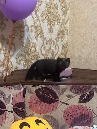 Скотиш Страйт (Шотландская прямоухая), 2 месяца, Мальчик, Серый, Приучена к лотку, Проглистована
