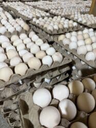 мёд цена бишкек: 🥚 Без посредников! Прямая продажа! Продаются свежие местные яйца в г — 7