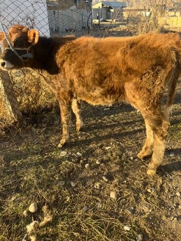 сколько стоят щенки померанского шпица: Продаю | Музоо, торпок | На откорм | Привязанные — 9