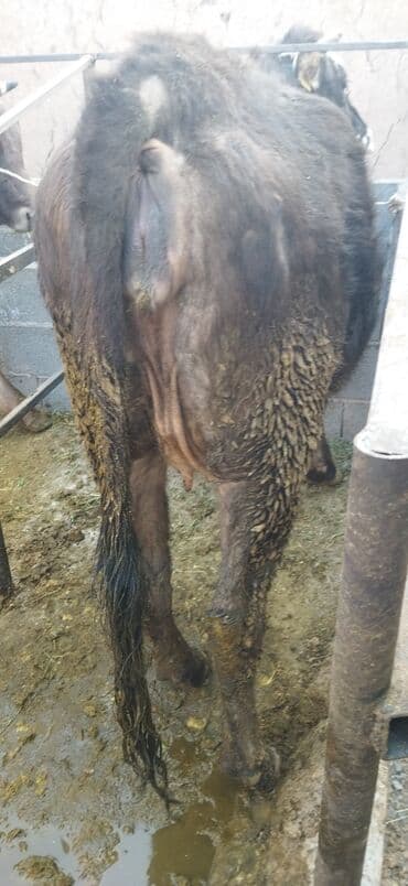 сумка для кошки: Продаю | Корова (самка) | Полукровка | Для молока | Стельные — 2