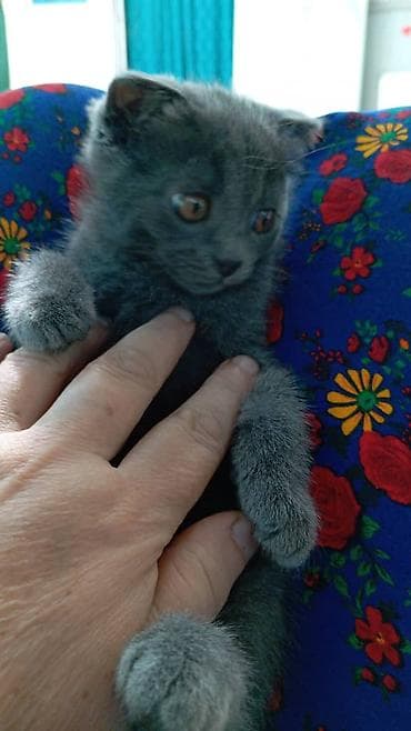 Скотиш Фолд (Шотландская вислоухая), 4 месяца, Девочка, Голубой, Приучена к лотку at lalafo.kg Скотиш Фолд (Шотландская вислоухая), 4 месяца, Девочка, Голубой, Приучена к лотку