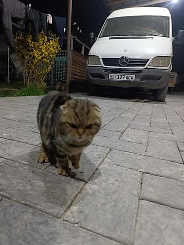 кот сфинкс: Скотиш Фолд (Шотландская вислоухая), 3 месяца, Мальчик — 4