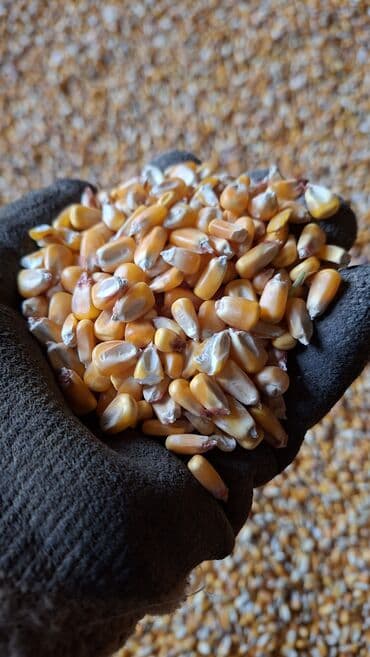 продам бу оборудование для птицефабрики: Кукуруза 🌽 сорт Пионер — 1