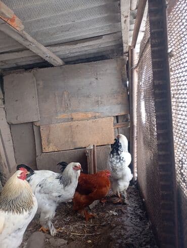 купить щенка немецкой овчарки в бишкеке: Петухи брама 6 месячные в Канте,крупные на племя — 7