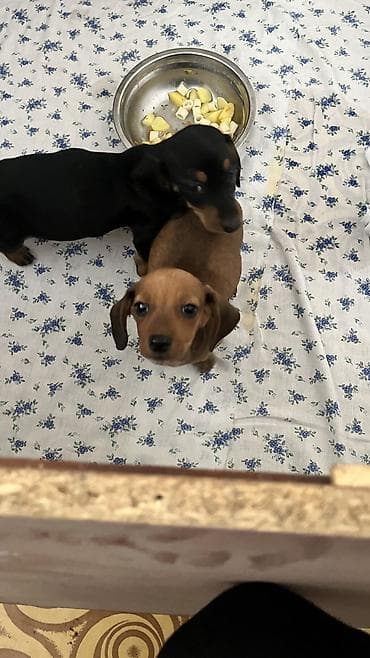 мопс собаки: Такса, 1 месяц, Самец — 3