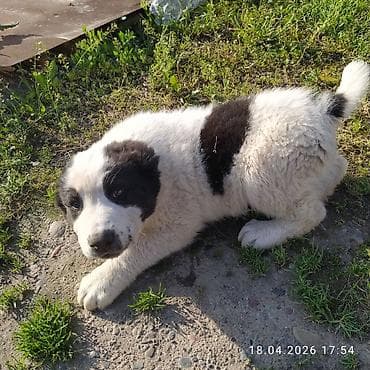 продаю тюк: Щенки по15 000 т.с обр по вотсап номеру — 8