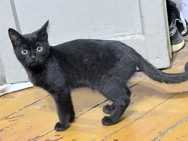 Бесплатно отдам котят в хорошие руки