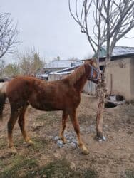 хомяк домашний купить: Продаю | Жеребенок | Полукровка | Рабочий — 2