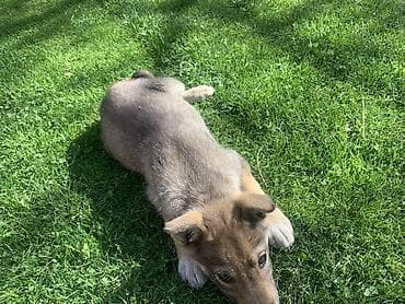 нем овчарки: Лайка, 3 месяца, Самец — 1