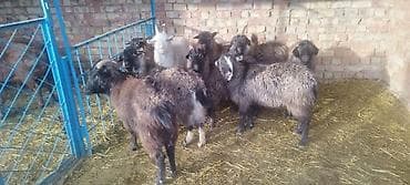 дорпер бараны: Продаю | Баран (самец) | Долан | На забой, Для разведения | Осеменитель — 3