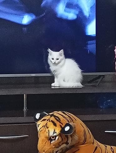 кошка белый: Ангорская, 1 месяц, Девочка, Белый — 3