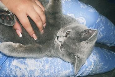 Пылесосы: ПРОДАЮ КОТЕНКА❗️💗 (Мальчик) Порода : Британец короткошерстный скотиш — 1