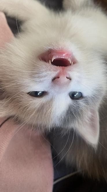 кошка шотланская: Отдам котят в добрые руки 🐾 Ищем заботливых хозяев для трёх — 7