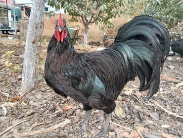 купить породистую собаку: Продаю | Петух | Для разведения — 5