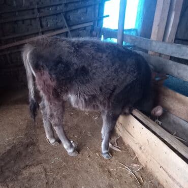 собака дом: Продаю | Корова (самка), Тёлка, Музоо, торпок | Алатауская, Швицкая | Для разведения — 6