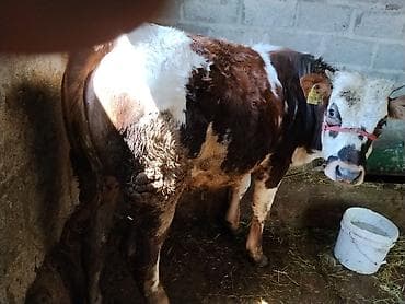 натуральный мёд: Продаю | Корова (самка) | Полукровка | На откорм | Привязанные — 2