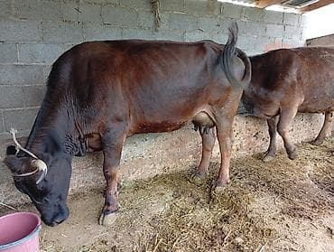 продаю пони: Продаю | Корова (самка) | Для молока | Привязанные — 3