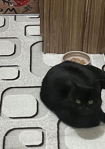 лысые кошки: Кошка даром: Британская короткошёрстная, 11 месяцев, Девочка, Кастрирована, Приучена к лотку, Проглистована — 1