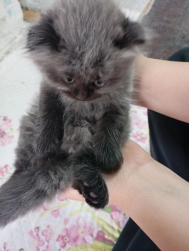scottish fold: 2 месяца, Мальчик, Серый, Приучена к лотку — 1