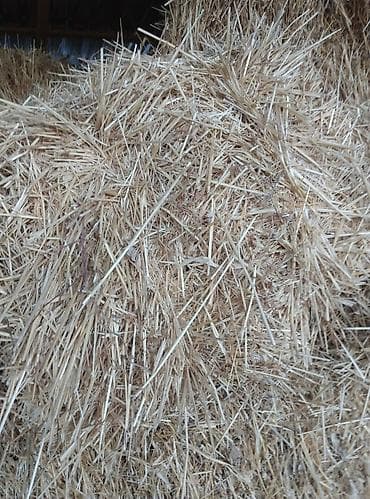солома в тюках: Солома в тюках - Вид: злаковая солома (светло‑золотистая, хорошо — 2