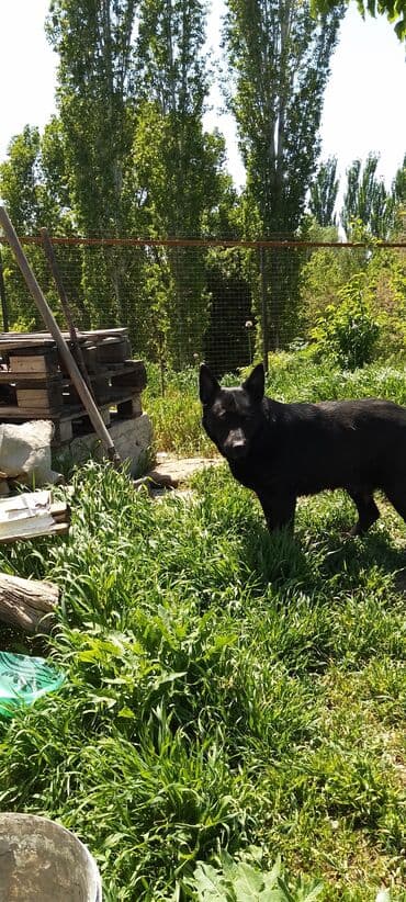 купить щенка немецкой овчарки в бишкеке: Немецкая овчарка, 3 года, Самка, С прививкой — 5