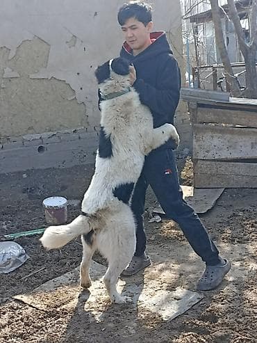 щенки ротвелера: Собака крупной породы, окрас белый с чёрными пятнами, пушистый густой — 2