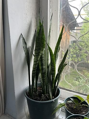 Сансевиерия (тещин язык), комнатное растение в горшке. - Сорт с