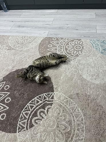 scottish fold: 🐾 Отдаем кота в очень хорошие и заботливые руки 🏡 Очень умный — 1