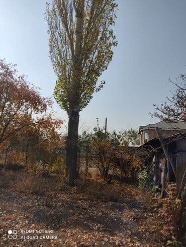 Терек сатылат Бишкек
