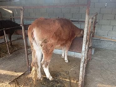 телята торпок: Продаю | Бык (самец) | Привязанные — 4