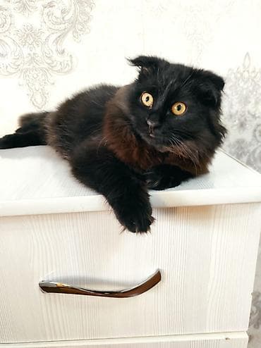 новорождённые котята: Котята с вислыми ушками (скоттиш-фолд/метисы) — домашние компаньоны с — 5