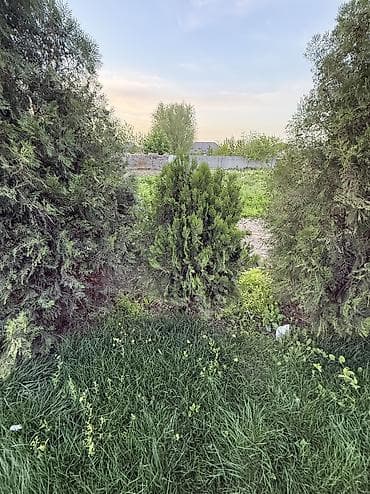 саженцы дуба: Туя Сатылат Живые хвойные растения для озеленения участка — 8