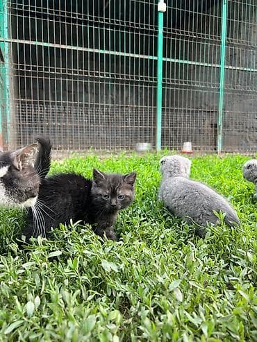 балык малёк: Продам породистых котят,привиты проглистованы, приучены к лотку, едят — 1