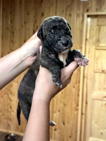 бульдоги: Щенки Канарского Дога (Presa Canario) С документами, прививками 8 — 23