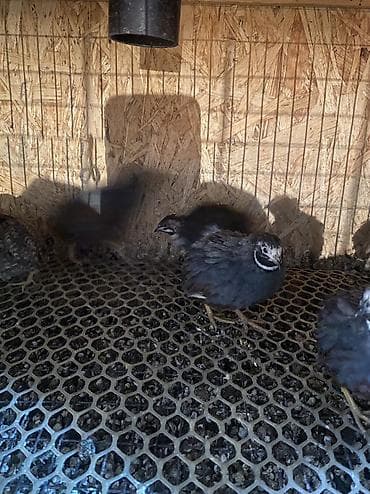 мясо перепелов: Китайские расписные перепелки - Породы/окрасы: смешанные – тёмные — 9