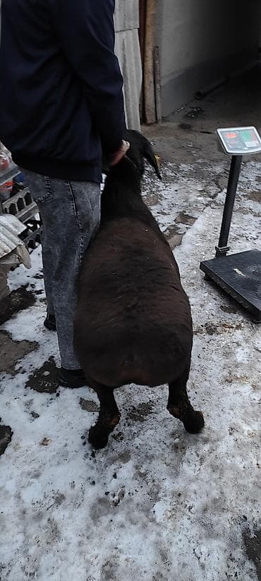 аршан баран: Продаю | Баран (самец) | Гиссарская | На забой | Племенные — 9