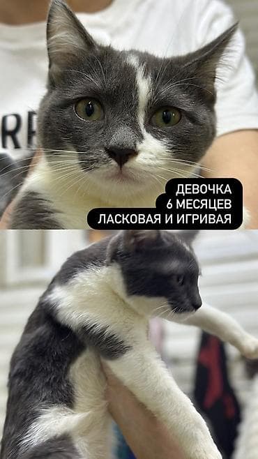 отдам в хорошие руки котят: Котята ищут любящую семью - Девочка, около 8 месяцев. Трёхцветная, с — 5