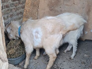 эчки бишкек: Сатам | Теке (эркек) — 8