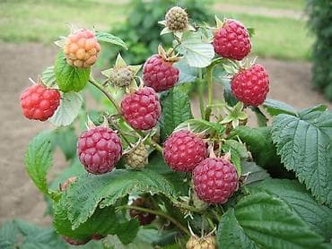 сейф мини: Ремонтантная Малина (саженцы/куст) - Крупноплодная малина с ягодами — 1