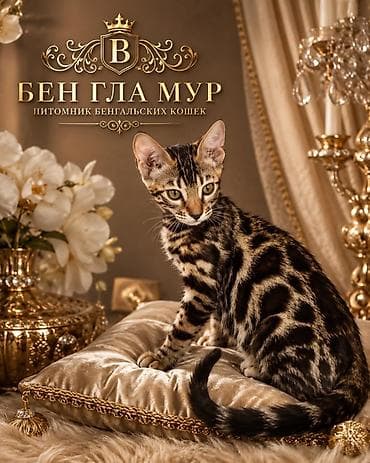 бенгалская кошка даром: Бенгальская, 3 месяца, Девочка, Шоколадный, Приучена к лотку, Проглистована, С документами — 1