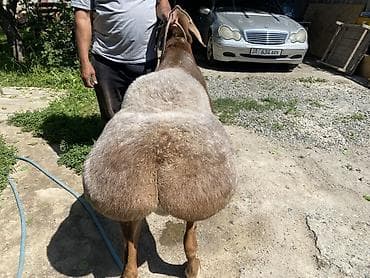 Продаю | Баран (самец) | Арашан
