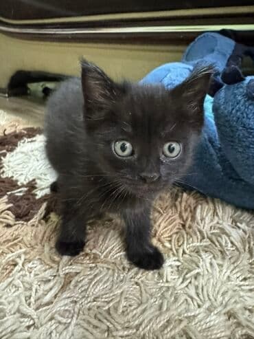 отдам котенка в хорошие руки: Кошка даром: Беспородная, 1 месяц, Девочка — 2