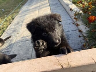 золотистый ретривер цена бишкек: 🐾 Щенки немецкой овчарки 🐾 Продаются красивые, породные щенки — 11