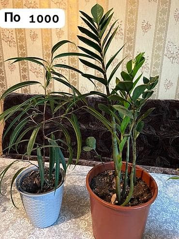 комнатные цветы купить бишкек: Комнатные растения — 4