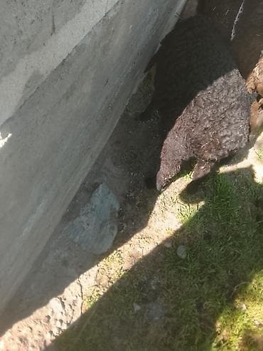 Продаю | Ягненок | Полукровка | Для разведения | Матка — 2