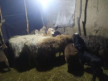 тай ургачи: Продаю | Овца (самка) | Для разведения | Матка — 2