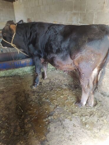 Иттер: Сатам | Бука (эркек) | Көбөйтүү үчүн | Байланган — 2