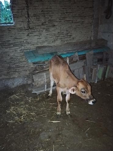 скупка рыбы: 2 месяц — 1