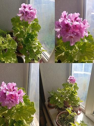 Дом и сад: Пеларгония (королевская герань) в горшках — крупные шапки махровых — 1