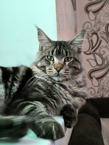 мейн кун бишкек 😺 питомник lyubushka 🐈 купить котенка 🐾 цена фото: Мейн-кун, 6 месяцев, Мальчик, С документами — 1